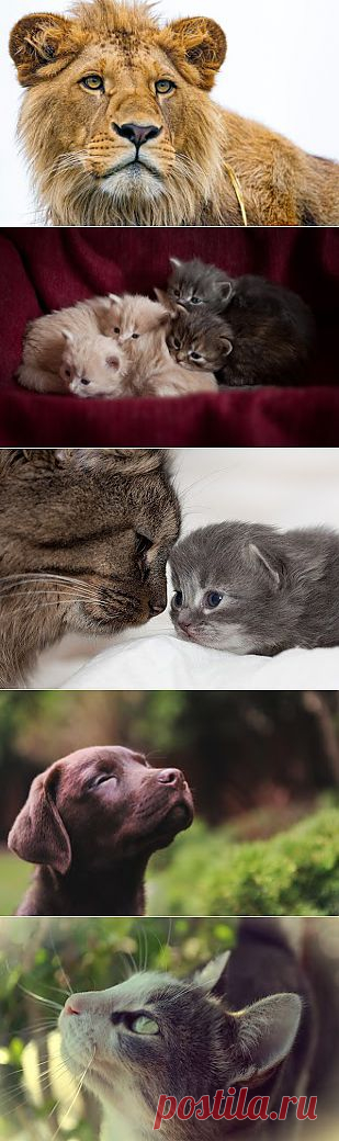 Животные Прекрасны...