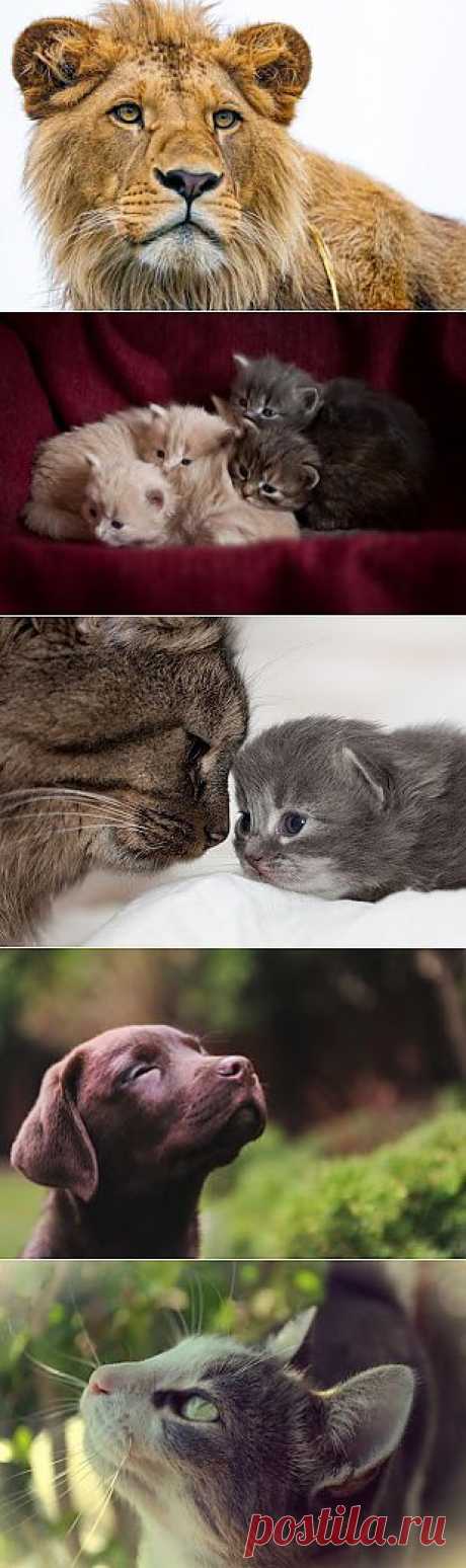 Животные Прекрасны...