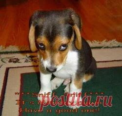 Понедельник - день тяжёлый...Посмейтесь, девочки... (часть вторая - просроченная)