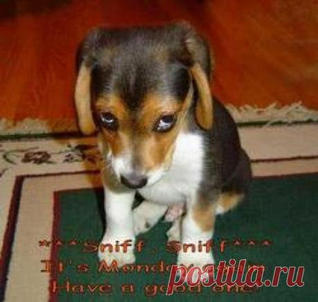 Понедельник - день тяжёлый...Посмейтесь, девочки... (часть вторая - просроченная)