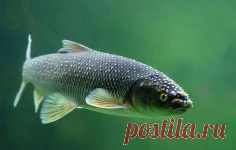 Вырезуб, что это за рыба фото и описание, интересные факты | Мега Рыбак | Дзен