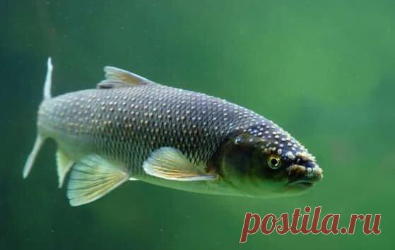 Вырезуб, что это за рыба фото и описание, интересные факты | Мега Рыбак | Дзен