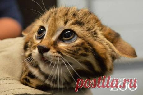 Я не могу перестать улыбаться. Черноногая кошка, самая маленькая кошка в мире, открыта для публики (Филадельфийский зоопарк, США): Carapia