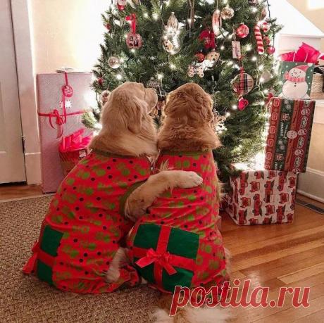 20 фото настолько милых золотистых ретриверов, что вам тут же захочется завести себе такое «золотце» Золотистый ретривер — это не просто красивая собака.
Это ещё и верный друг, который готов всегда прийти на помощь.
А ещё золотистый ретривер очень любит людей, и это неудивительно, ведь он не только невероятно мил, но и невероятно общителен!
И хотя золотистый ретриверы довольно крупные собаки, они не выглядят громоздкими.
Их можно назвать настоящими «коротышками» с длинной шелковистой шерстью.
…