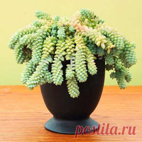 КОМНАТНЫЕ РАСТЕНИЯ С КРАСИВЫМИ ЛИСТЬЯМИ И РЕДКИМ ПОЛИВОМ