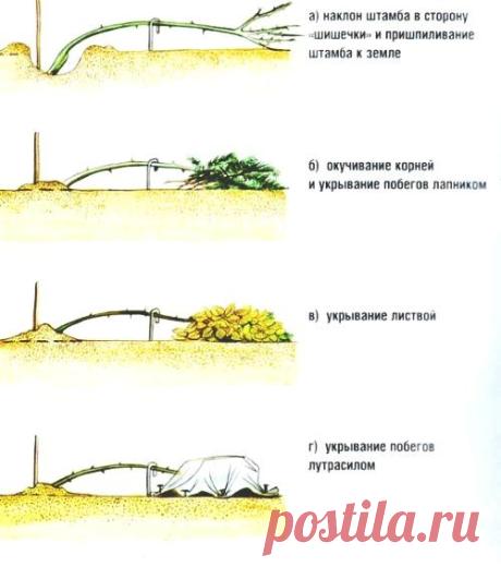 Укрытие роз на зиму. Готовим розы к зиме