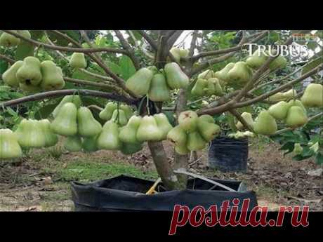 WOW! World’s Strangest Fruits - That Look Like Aliens