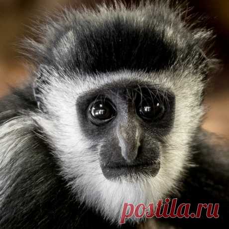 Портрет детёныша мартышки колобуса. Автор фото – Максим Логунов: nat-geo.ru/photo/user/340999/