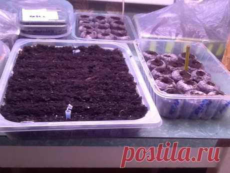 Делюсь с вами выращиванием рассады петунии ! Не у всех это получается, есть маленькие хитрости. Сейчас самое время приступить к посеву. Итак ...