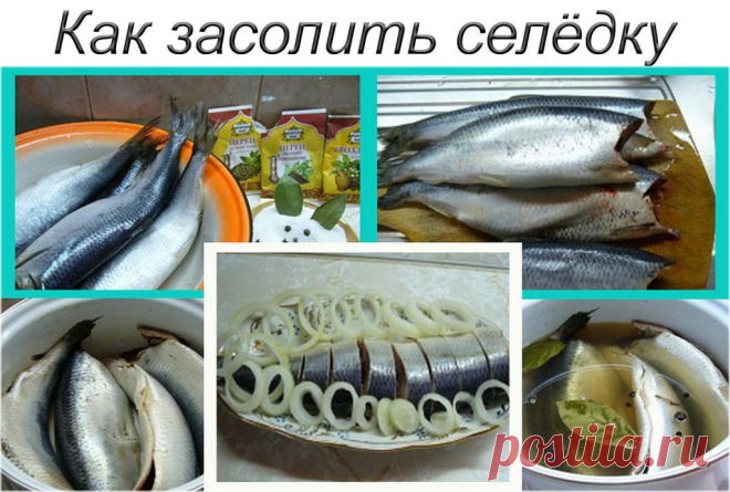 Селёдочка домашнего посола — бесподобный способ засолки | Самые вкусные кулинарные рецепты