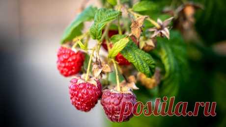 Когда сажать малину: посадка саженцев рядами в открытый грунт