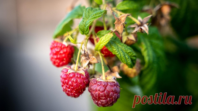 Когда сажать малину: посадка саженцев рядами в открытый грунт