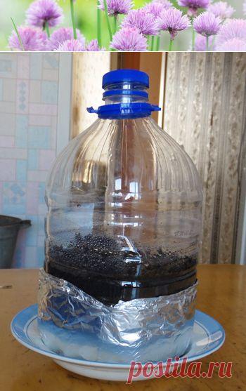 Лук порей  Выращивание рассады в бутылке