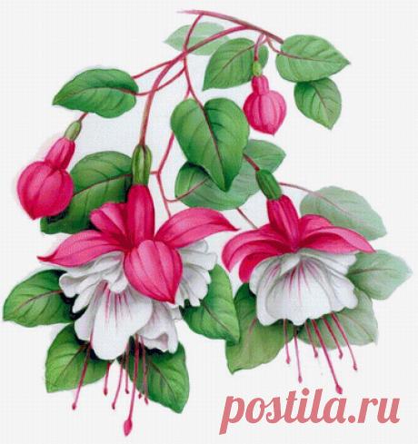 Схема вышивки «фуксия» - Вышивка крестом