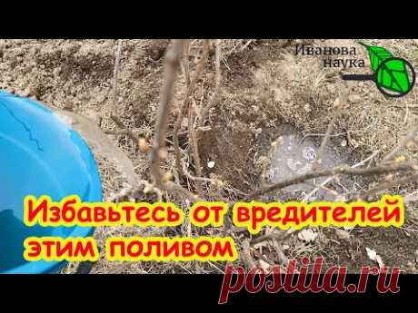 МГНОВЕННОЕ УНИЧТОЖЕНИЕ ВРЕДИТЕЛЕЙ! Отличный способ без опрыскивания. Санитарная обработка сада.