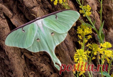 Хвостики на крыльях помогают лунным мотылькам «оглушать» хищников, выяснили биологи из США. Как чешуекрылые красавицы обманывают летучих мышей