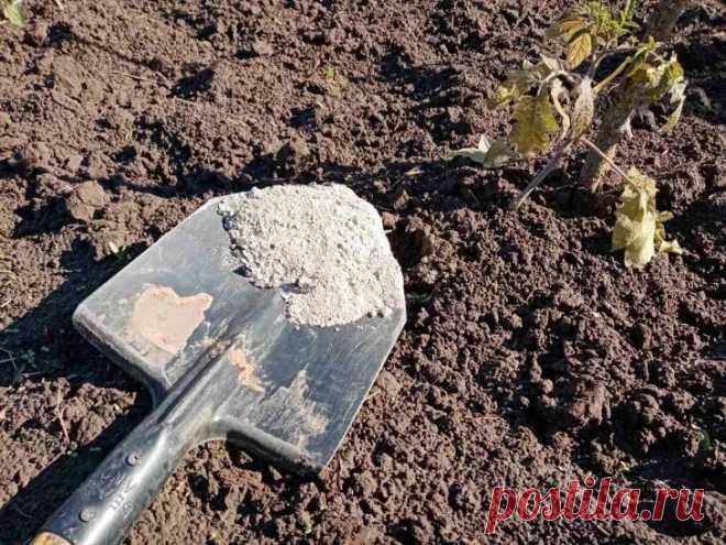 Какой раскислитель для почвы выбрать в конце сезона: лучший вариант для осени. Вот уже месяц как наступила осень, а это значит, что пришло время проводить важные мероприятия на участке, включая раскисление почвы. 