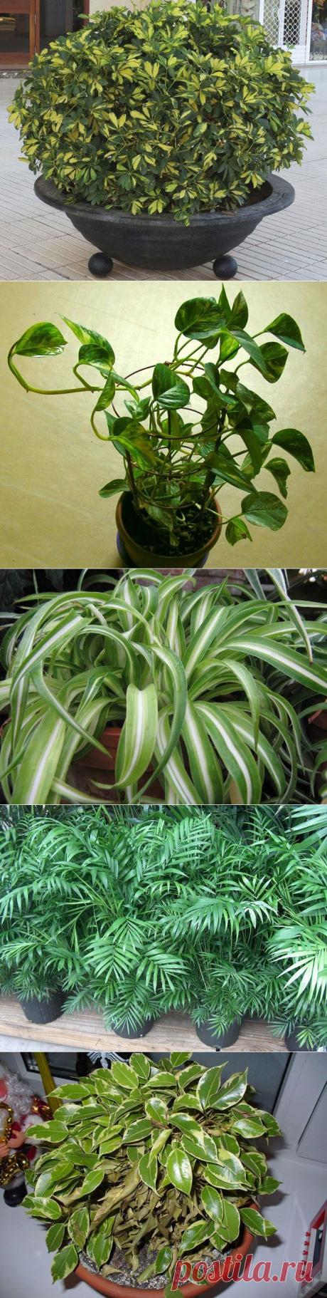 Растения, которые очистят воздух в вашем доме / Все для женщины