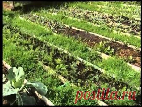 Удачи на даче. Методы выращивания овощей..