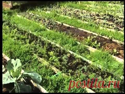 Удачи на даче. Методы выращивания овощей..