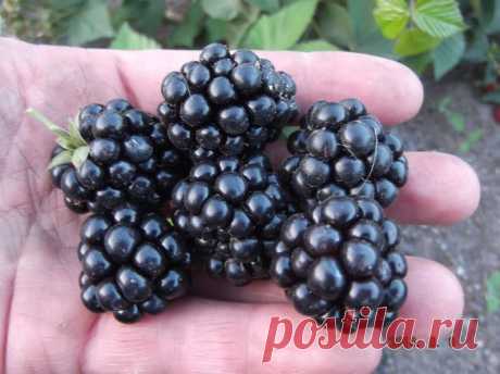 Мои 28 сортов ЕЖЕВИКИ.