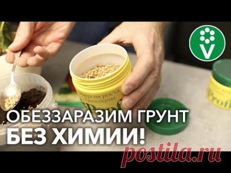 ВСЕГО ОДНА ЧАЙНАЯ ЛОЖКА – И НИКАКОЙ ЧЁРНОЙ НОЖКИ! Вы забудете о проблемах РАССАДЫ