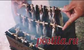 Копчение в коптильне. Коптильня для рыбы, мяса, курицы, сала: как коптить в коптильне