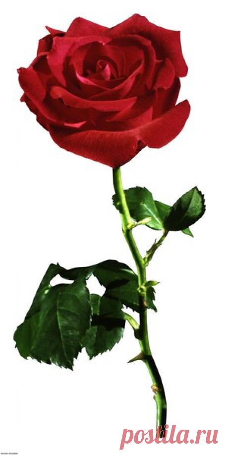 КРАСНАЯ РОЗА...