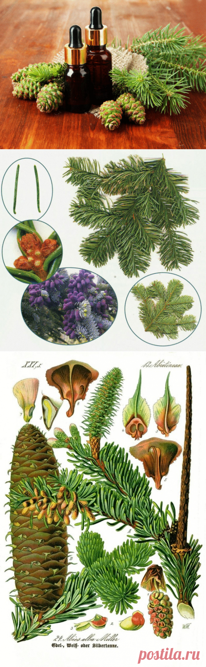 НЕОПРАВДАННО ЗАБЫТЫЕ СУПЕР СВОЙСТВА ПИХТОВОГО МАСЛА.