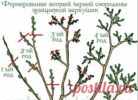20 ПРАВИЛ, КОТОРЫЕ НЕОБХОДИМО СОБЛЮДАТЬ ПРИ ОБРЕЗКЕ СМОРОДИНЫ
Сохраните, чтобы не потерять!