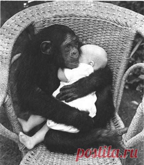 Шимпанзе-мама заботится о ребеноке