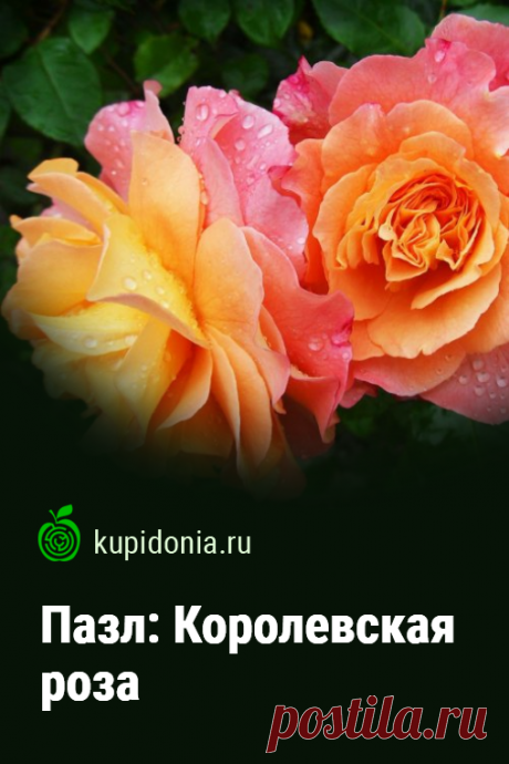 Пазл: Королевская роза. Красивый пазл с великолепными яркими розами из серии «Пазлы с цветами». Собирай пазлы онлайн!