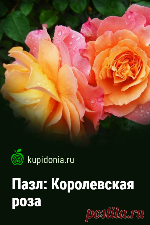 Пазл: Королевская роза. Красивый пазл с великолепными яркими розами из серии «Пазлы с цветами». Собирай пазлы онлайн!
