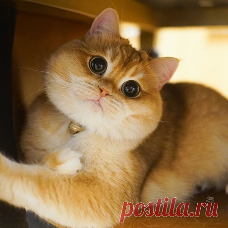 Photo by Pisco The Cat in New York, New York with @9gag, and @meowed. На изображении может находиться: кот и в помещении