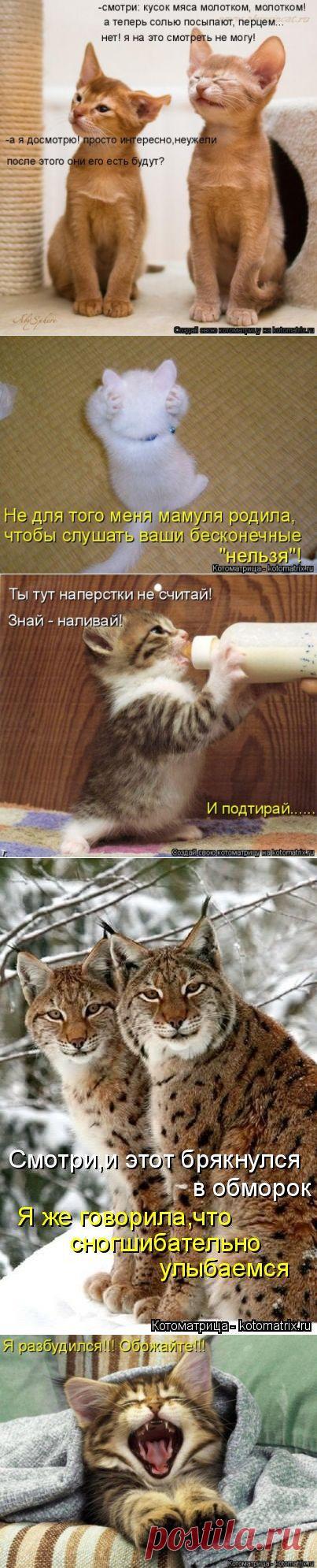 Лучшая котоматрица недели!)))