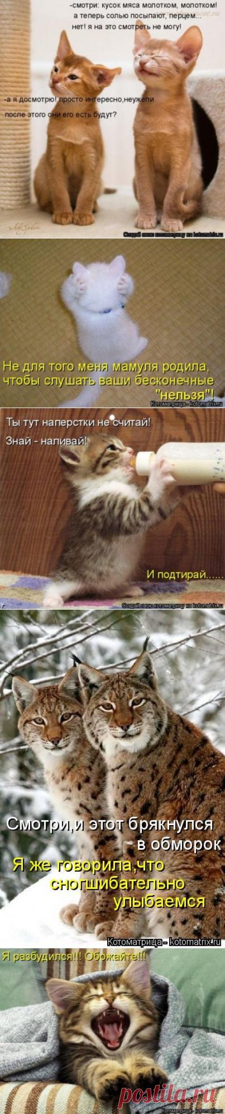 Лучшая котоматрица недели!)))