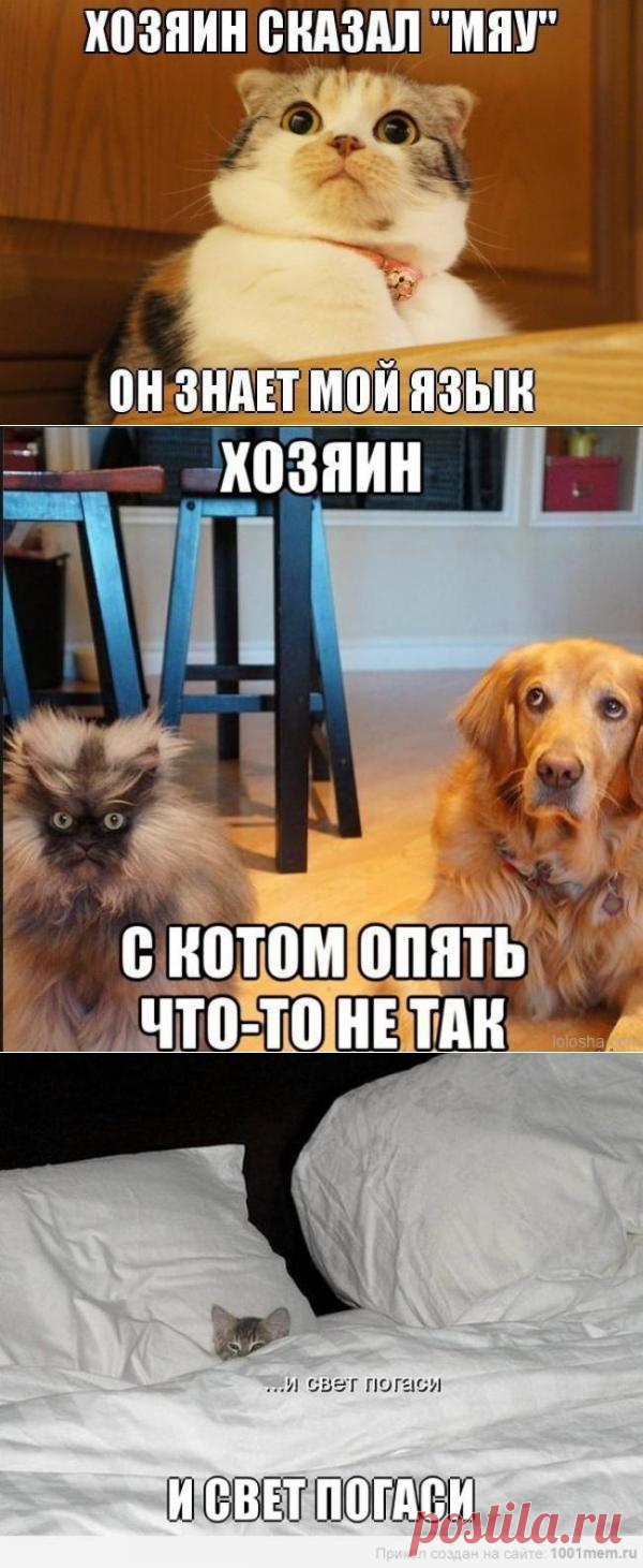 "ВСЯ ПРАВДА О КОТАХ"...ПОДБОРКА | Kote.Rjaka.com