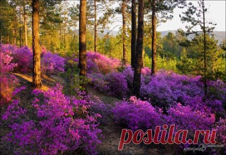 Живопись професcионалов.
Лариса Леонтьевна