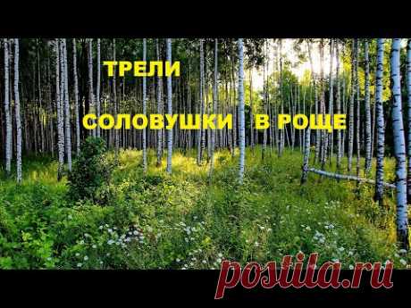 СОЛОВУШКА СВОИМ ПЕНИЕМ УБЕРЁТ  ГОЛОВНУЮ БОЛЬ, ПОДНИМЕТ НАСТРОЕНИЕ,ИСЦЕЛИТ ОТ ТРЕВОГ И НЕВЗГОД.