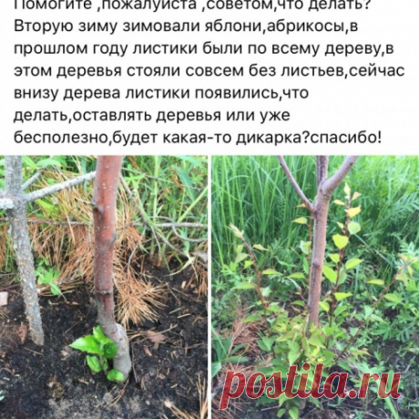 Что делать с яблоней и абрикосом?