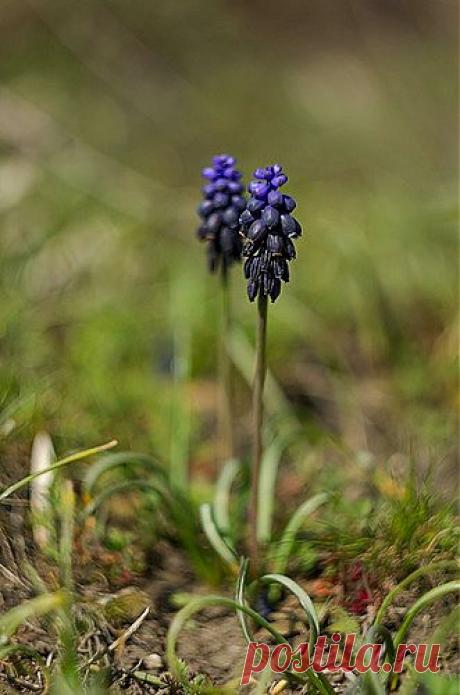Др@коша — «Мускари» на Яндекс.Фотках