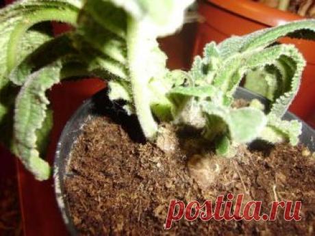 Как спасти погибающий куст стрептокарпуса - Форум цветоводов Фрау Флора