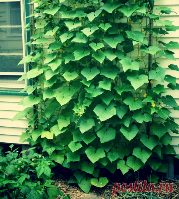 Знакомый агроном поведал, чем опрыскивать огурцы каждые 6-8 дней, чтобы они не болели, а урожай был большим | Твоя Дача | Яндекс Дзен