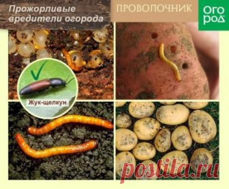 Чем обработать почву осенью, чтобы избавиться от проволочника | Болезни и вредители (Огород.ru)