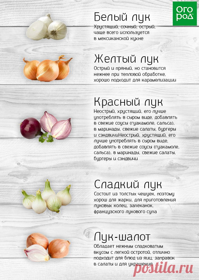 Как выбрать правильный лук для разных блюд