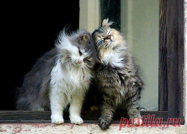 ❁⁀ ♥ ⁀✿ ✫ℒℴνℯ✫ ❁⁀ ♥ ⁀✿