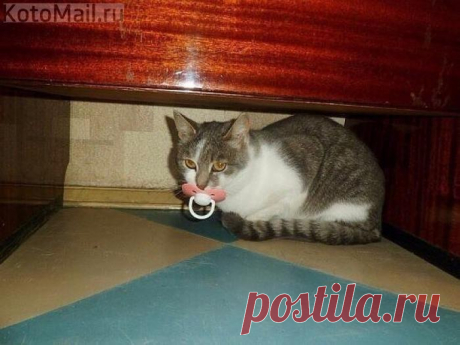 Хоть нервы успокою....