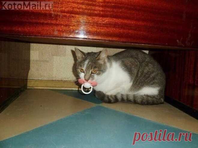 Котик первый нашёл пустышку