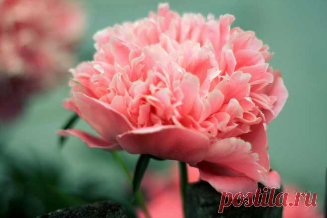 цветы пионы - Поиск в Google