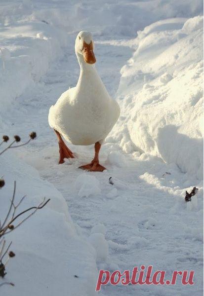 Рождественский ГУСЬ